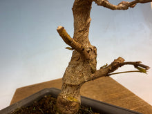 Load image into Gallery viewer, Trident Maple 004
