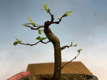 Load image into Gallery viewer, Chinese Quince 008
