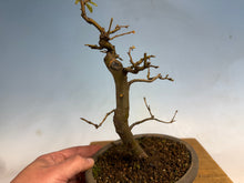 Load image into Gallery viewer, Chinese Quince 006
