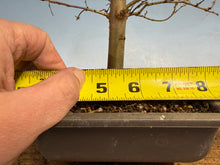 Load image into Gallery viewer, Zelkova, Japanese Grey Bark Elm 007
