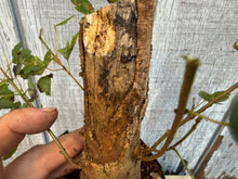 Load image into Gallery viewer, Trident Maple #4
