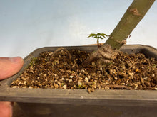 Load image into Gallery viewer, Shishigashira Japanese Maple 007
