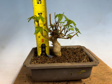 Load image into Gallery viewer, Trident Maple 018
