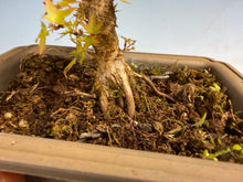 Load image into Gallery viewer, Kotohime Japanese Maple-010
