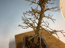 Load image into Gallery viewer, Zelkova, Japanese Grey Bark Elm 001
