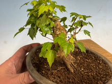 Load image into Gallery viewer, Trident Maple 020
