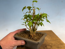 Load image into Gallery viewer, Trident Maple 015- Seedling Fushion Clump
