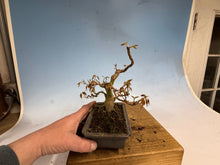 Load image into Gallery viewer, Japanese Maple 003
