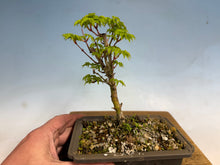 Load image into Gallery viewer, Shishigashira Japanese Maple 014
