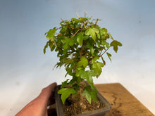 Load image into Gallery viewer, Trident Maple 027
