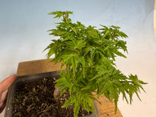 Load image into Gallery viewer, Shishigashira Japanese Maple 010
