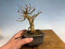 Load image into Gallery viewer, Trident Maple 002
