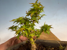 Load image into Gallery viewer, Kotohime Japanese Maple-013
