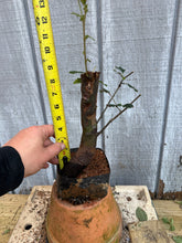 Load image into Gallery viewer, Chinese Quince #9
