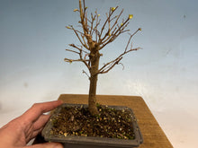 Load image into Gallery viewer, Zelkova, Japanese Grey Bark Elm 004
