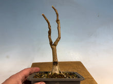 Load image into Gallery viewer, Japanese Wisteria 003
