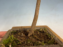 Load image into Gallery viewer, Japanese Maple 004
