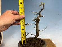 Load image into Gallery viewer, Chinese Quince 006
