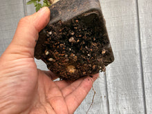 Load image into Gallery viewer, Trident Maple #33
