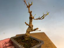 Load image into Gallery viewer, Trident Maple 004
