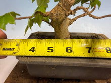 Load image into Gallery viewer, Trident Maple 011

