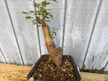 Load image into Gallery viewer, Trident Maple #47
