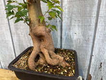 Load image into Gallery viewer, Trident Maple #49
