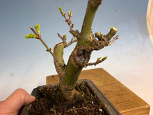 Load image into Gallery viewer, Shishigashira Japanese Maple 001
