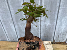 Load image into Gallery viewer, Zelkova, Japanese Grey Bark Elm #15
