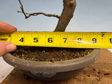 Load image into Gallery viewer, Chinese Quince 006
