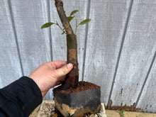 Load image into Gallery viewer, Chinese Quince #11
