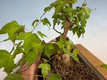 Load image into Gallery viewer, Trident Maple 023
