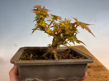 Load image into Gallery viewer, Kotohime Japanese Maple-010
