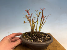 Load image into Gallery viewer, Japanese Maple Clump 001-11 Trees
