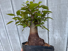 Load image into Gallery viewer, Zelkova, Japanese Grey Bark Elm #22
