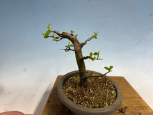 Load image into Gallery viewer, Chinese Quince 008

