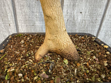 Load image into Gallery viewer, Trident Maple #46
