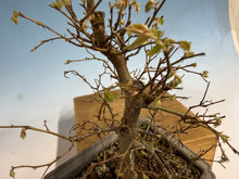 Load image into Gallery viewer, Zelkova, Japanese Grey Bark Elm 006
