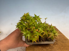 Load image into Gallery viewer, Kotohime Japanese Maple-012
