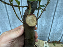 Load image into Gallery viewer, Chinese Quince #6
