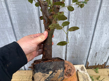 Load image into Gallery viewer, Chinese Quince #10

