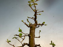 Load image into Gallery viewer, Chinese Quince 002
