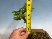 Load image into Gallery viewer, Shishigashira Japanese Maple 007
