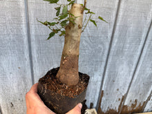 Load image into Gallery viewer, Trident Maple #12
