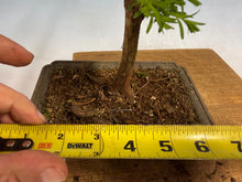 Load image into Gallery viewer, Dawn Redwood 004
