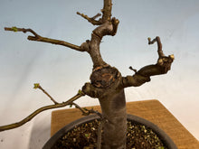 Load image into Gallery viewer, Chinese Quince 003
