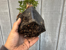 Load image into Gallery viewer, Trident Maple #16
