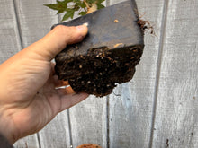 Load image into Gallery viewer, Trident Maple #20
