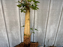 Load image into Gallery viewer, Trident Maple #22

