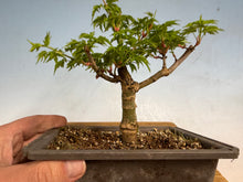 Load image into Gallery viewer, Shishigashira Japanese Maple 006
